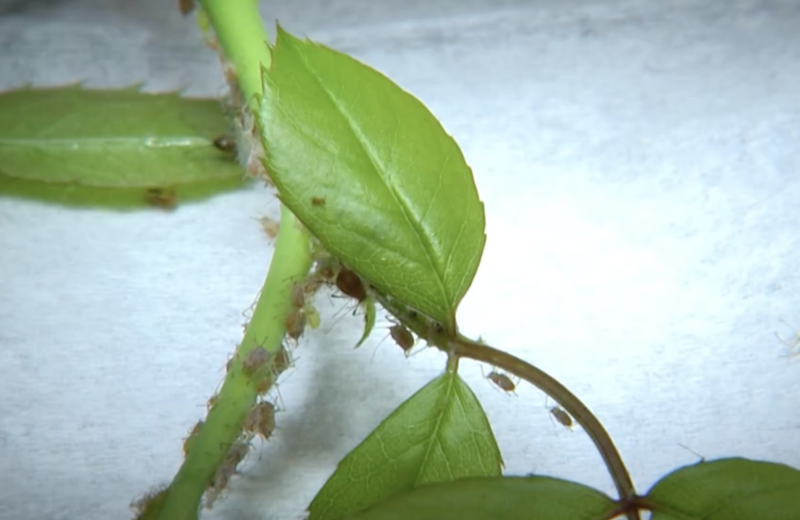 insects on green plant